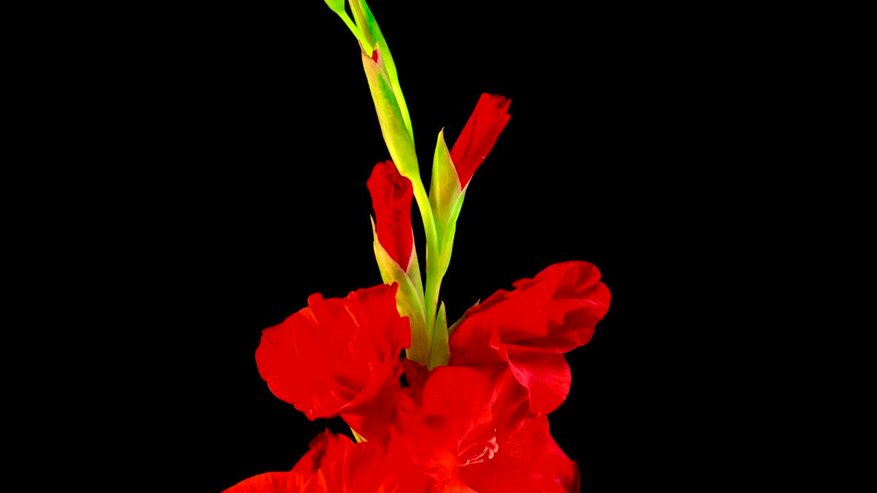 Video Stock Red Flower Opening Live Wallpaper Free - Free Download
