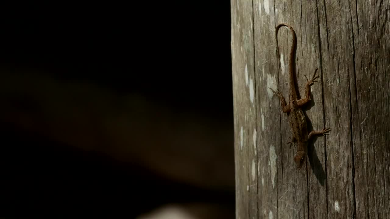Stock Video Lizard Perched On A Log Animated Wallpaper - Free Download