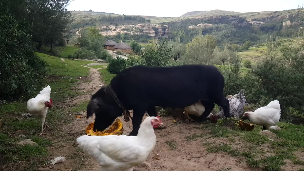 Video Stock Pig Eating Pumpkin On The Middle Of A Rural Road Live Wallpaper Free - Free Download