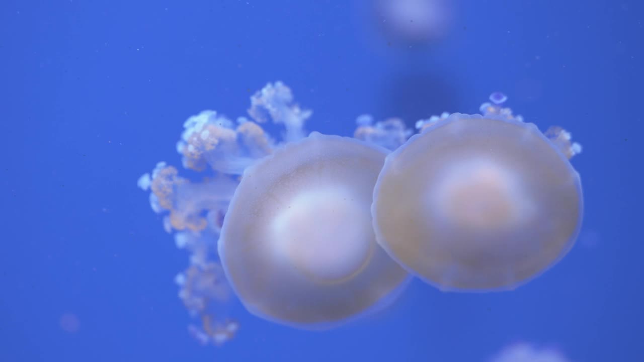 Stock Video Jellyfish Below The Surface Animated Wallpaper - Free Download