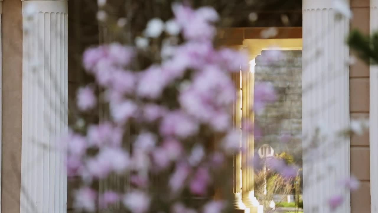 Video Stock Pink Flowers In A City Garden Live Wallpaper Free - Free Download