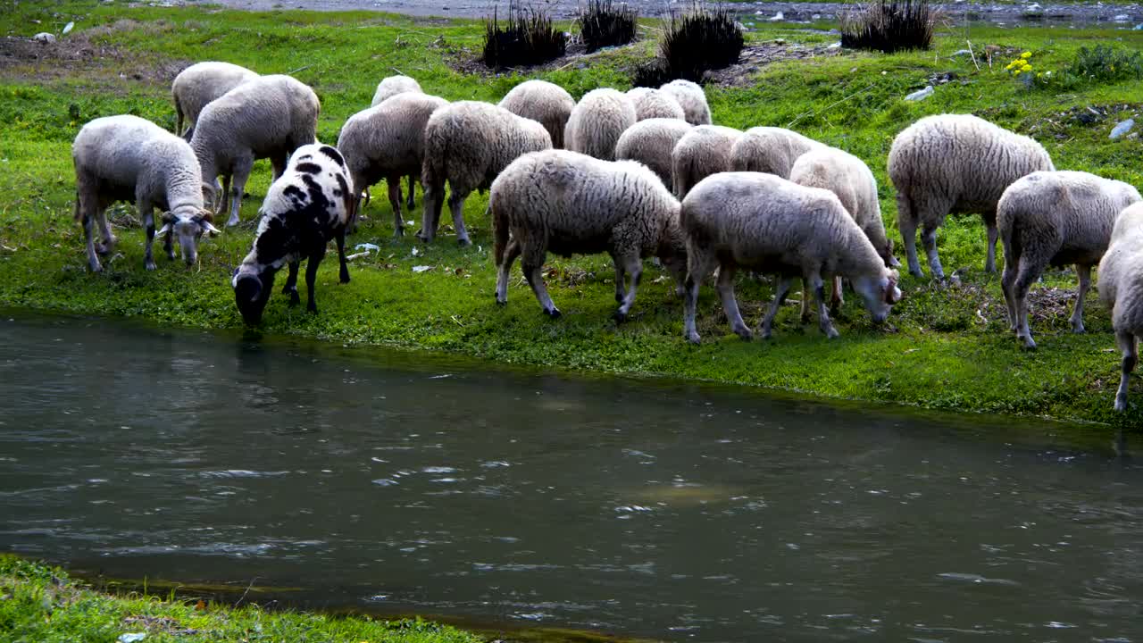 Stock Footage Wild Sheep Grazing By A River Live Wallpaper - Free Download