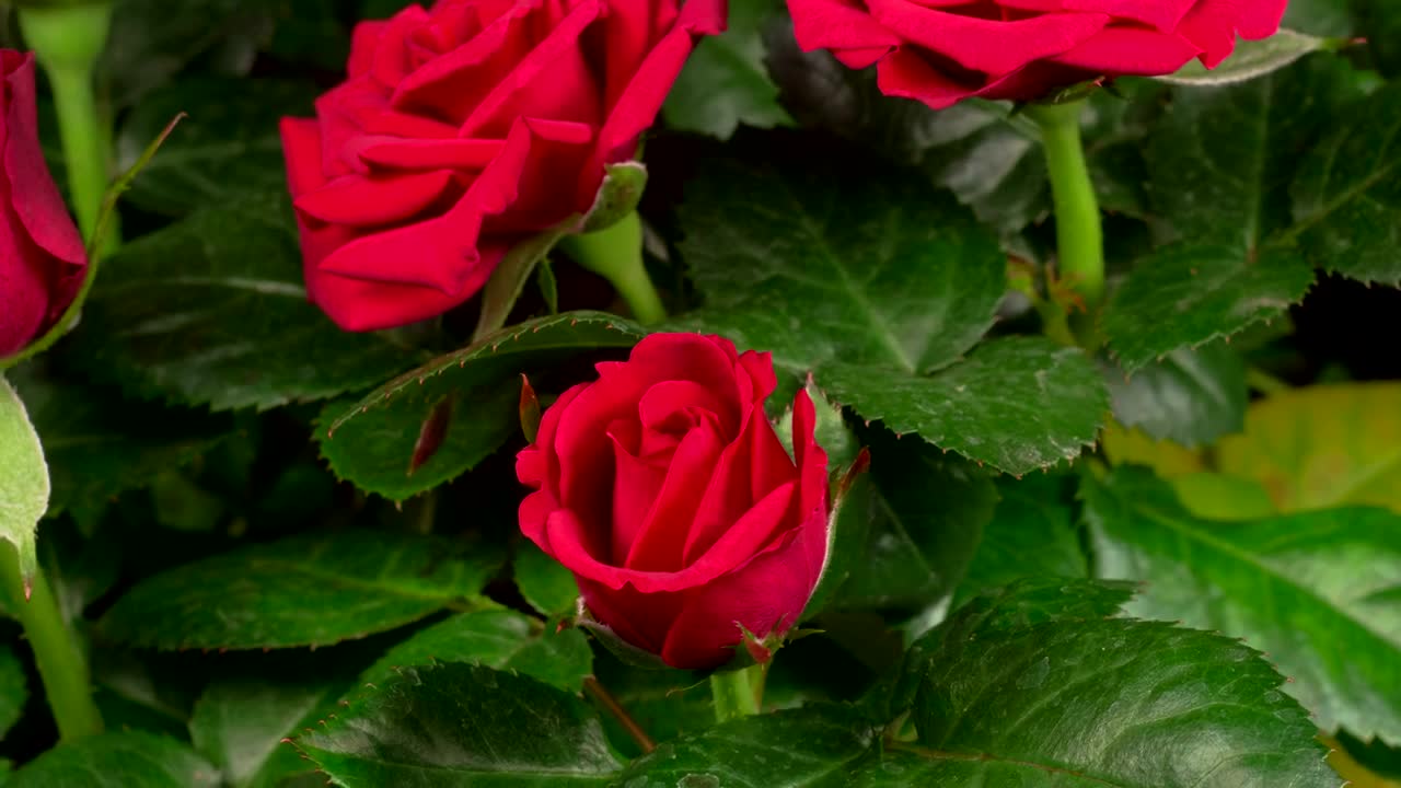 Video Stock Red Roses Opening Their Petals On A Rosebush Live Wallpaper Free - Free Download