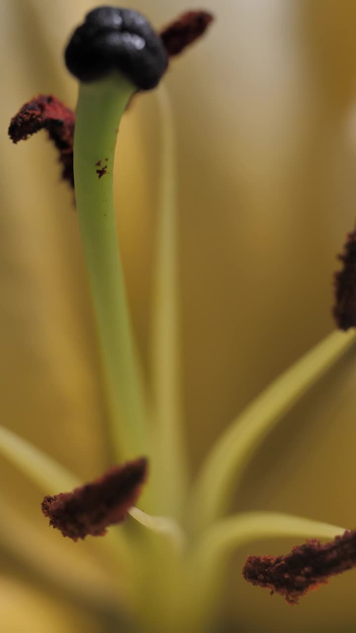 Stock Video Inside A Lily Animated Wallpaper - Free Download