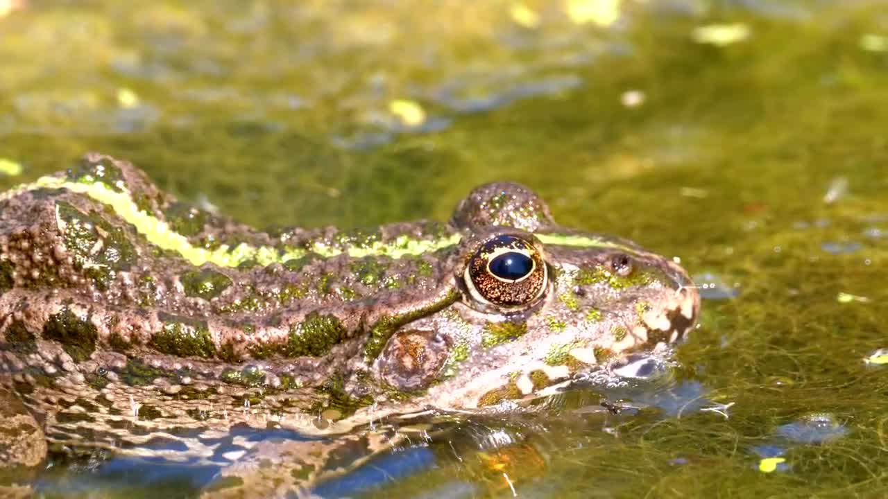 Stock Video Green Frog Blinking In The Swamp Water Live Wallpaper For PC - Free Download