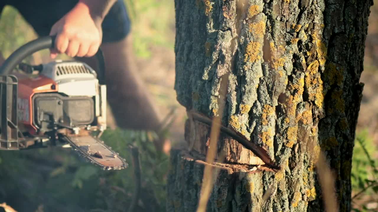 Stock Footage Using A Chainsaw To Cut Down A Tree Live Wallpaper - Free Download