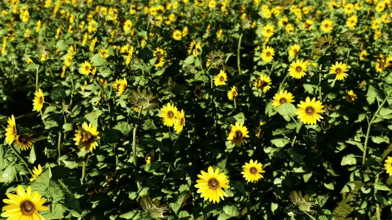 Free Video Stock Sunflowers In A Sunny Day Live Wallpaper - Free Download