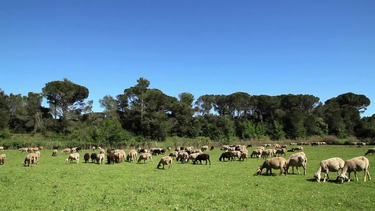 Free Stock Video Sheep Grazing On The Farm Live Wallpaper - Free Download