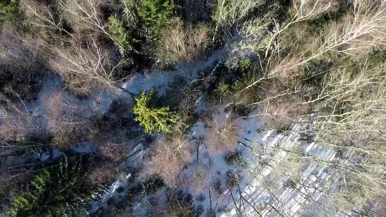Stock Video Flying Over A Mixed Forest In The Snow Live Wallpaper For PC - Free Download
