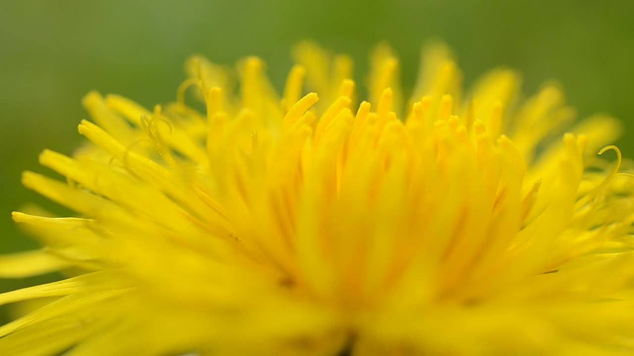 Free Video Stock tiny bugs on a dandelion Live Wallpaper - Free Download