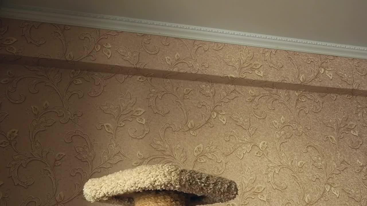 Stock Video Kitten Playing With A Ball At Home Animated Wallpaper - Free Download