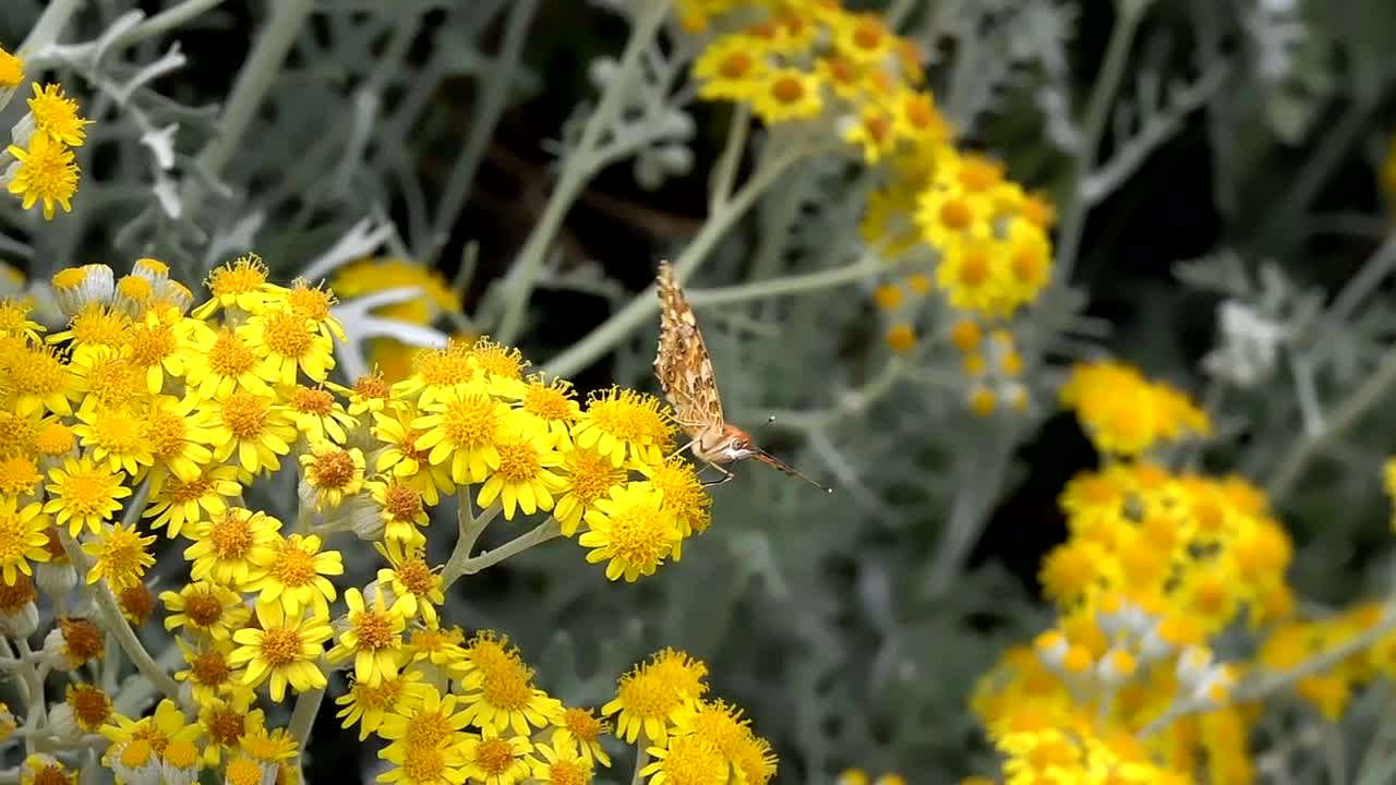 Video Stock Butterfly Perched On Yellow Flowers Live Wallpaper For PC - Free Download