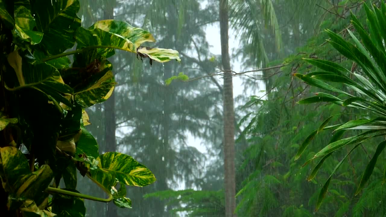 Stock Video Heavy Rain In Slow Motion On The Tropical Forest Animated Wallpaper - Free Download