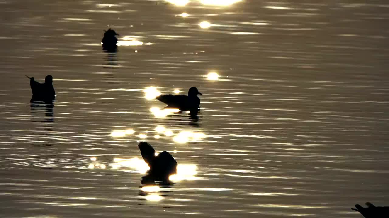Free Stock Video Silhouette Of Ducks In The Water At Dusk Live Wallpaper - Free Download