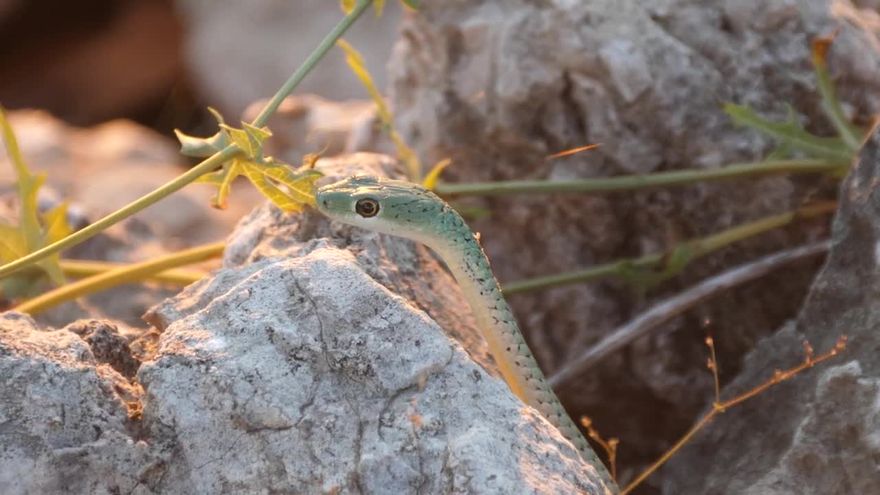 Free Video Stock Snake Hiding In The Rocks Live Wallpaper - Free Download