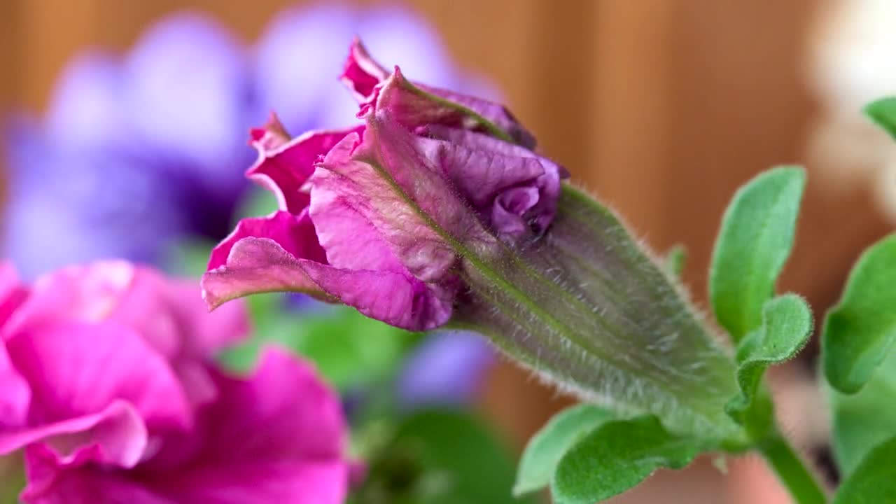Video Stock Petunia Flower Opening In Slow Motion Live Wallpaper Free - Free Download