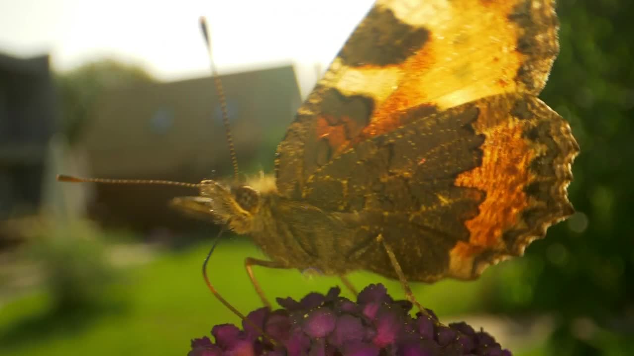 Video Stock Butterfly Leaving A Flower Live Wallpaper For PC - Free Download