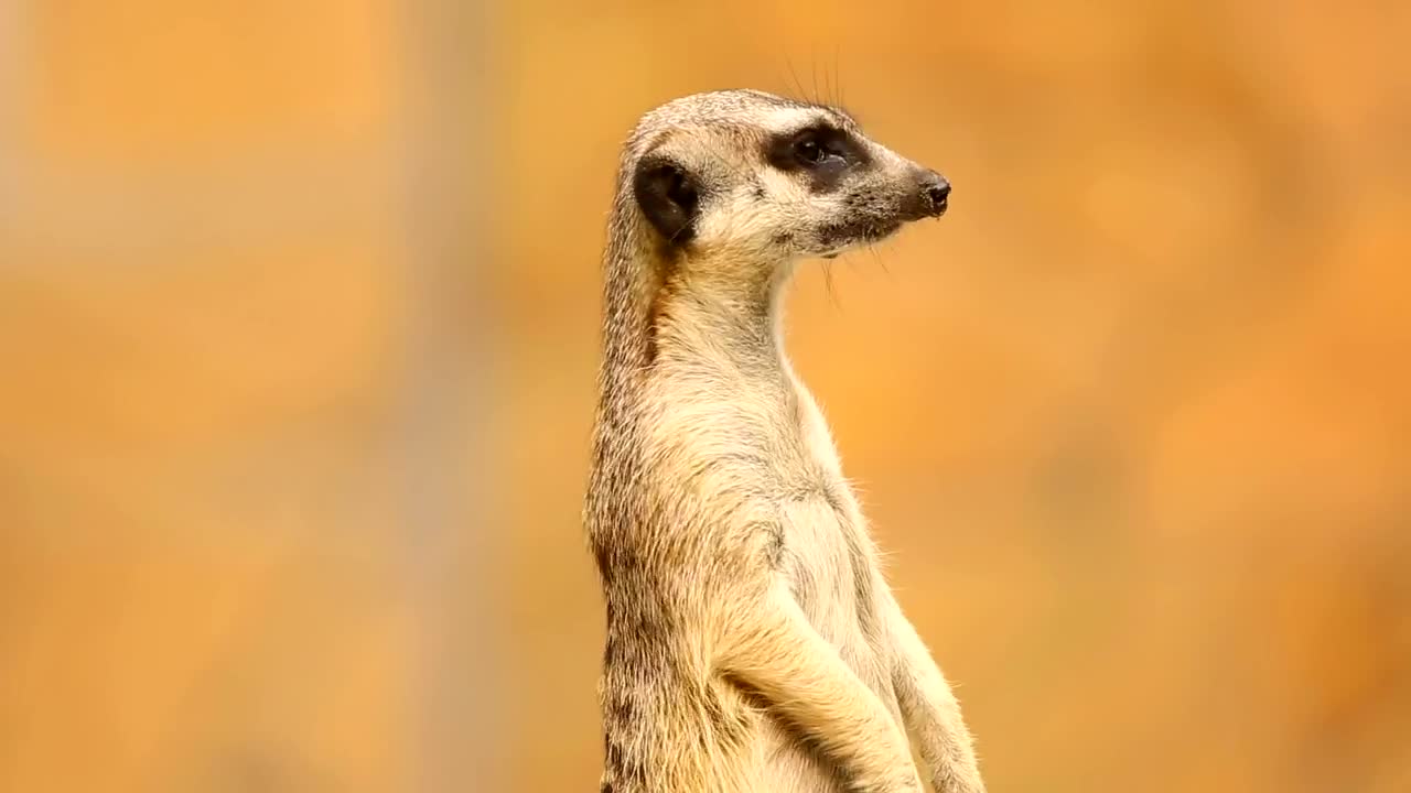 Stock Video Meerkat On Aler Animated Wallpaper - Free Download