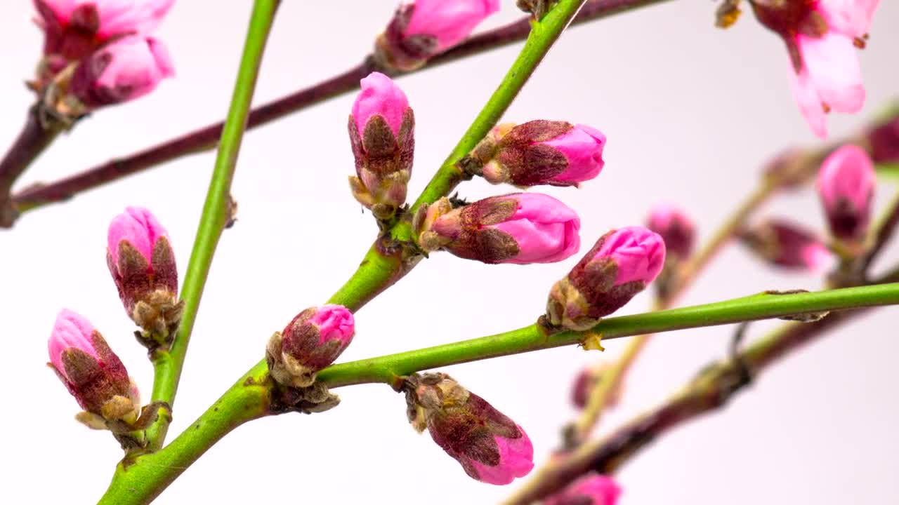 Video Stock Pink Flowers Opening On Green Branches Live Wallpaper Free - Free Download