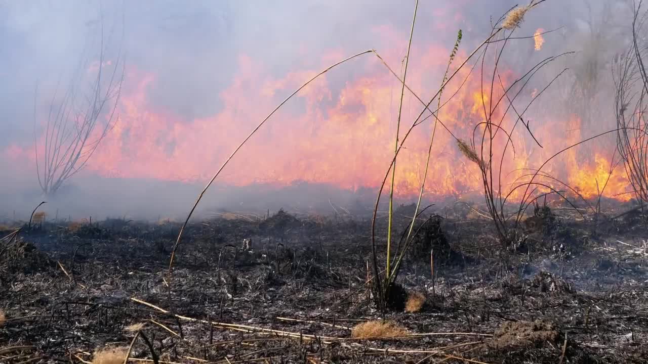 Free Video Stock Strong Flames Consuming The Forest Live Wallpaper - Free Download