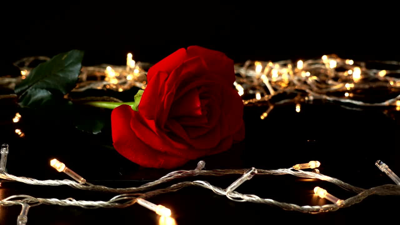 Free Stock Video Rose And Golden Lights Live Wallpaper - Free Download