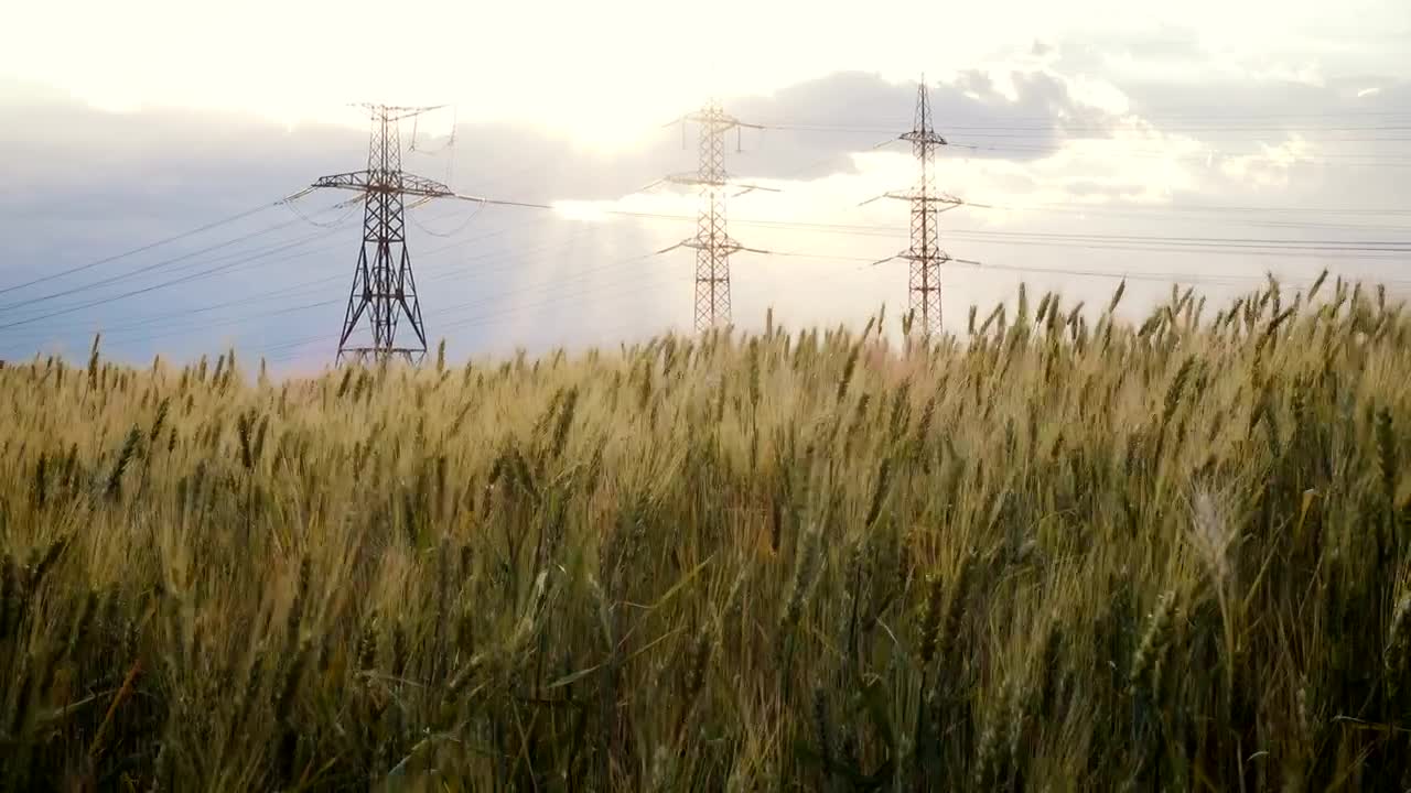 Video Stock Powerline Towers And A Wheat Field Live Wallpaper Free - Free Download