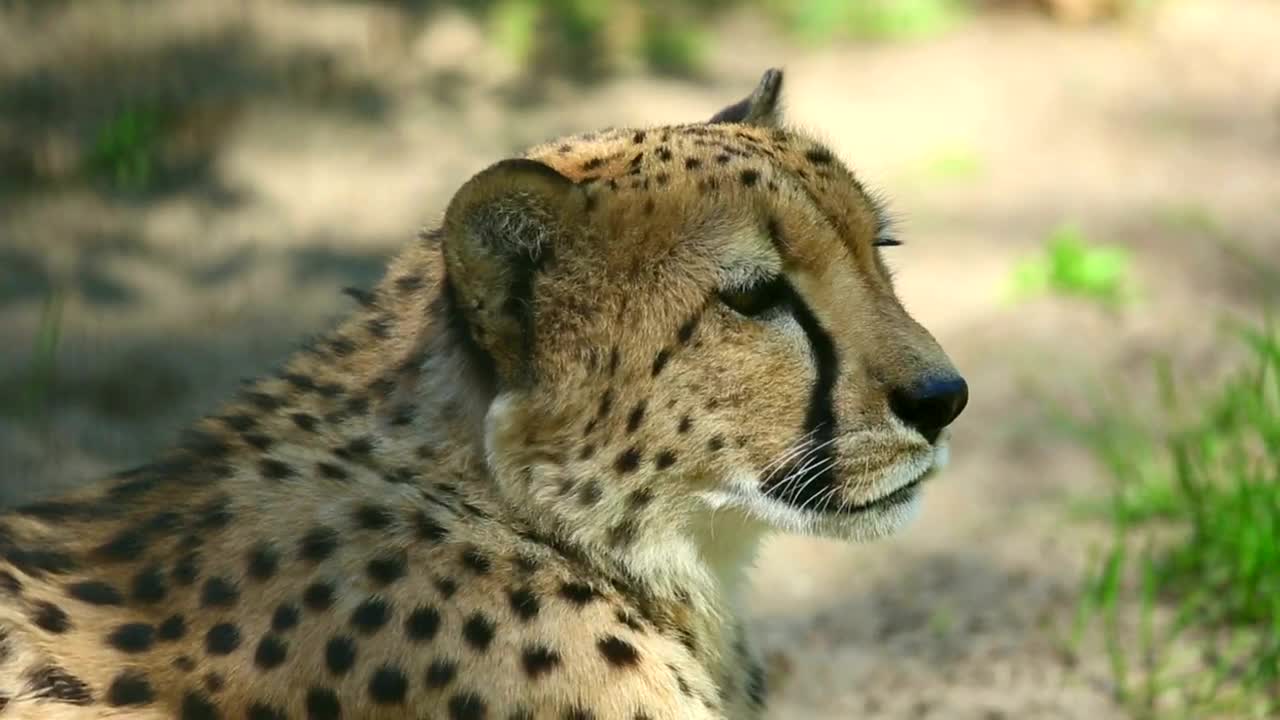 Video Stock Cheetah In The Wild Live Wallpaper For PC - Free Download