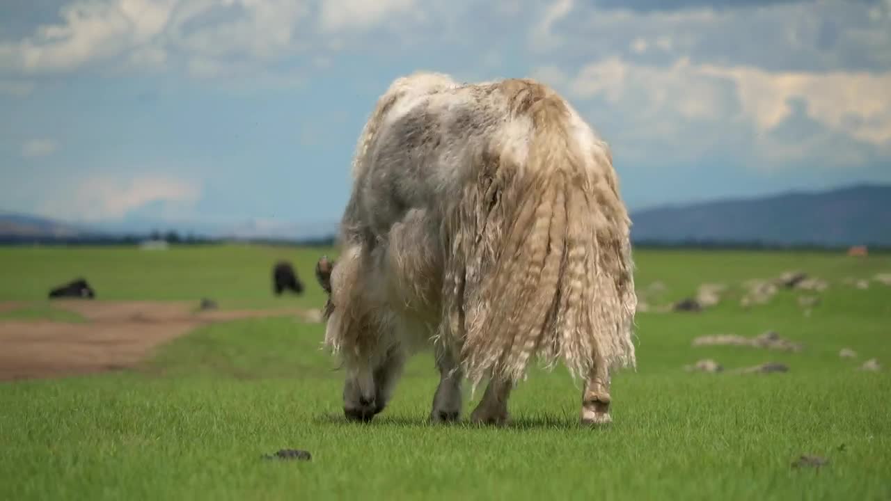 Video Stock Cattle Grazing In The Valley Live Wallpaper For PC - Free Download