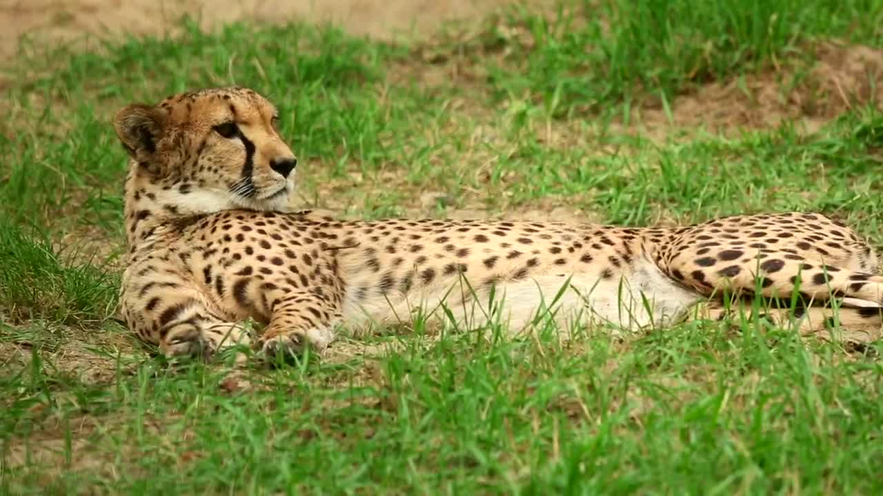 Video Stock Cheetah Laying In The Grass Live Wallpaper For PC - Free Download