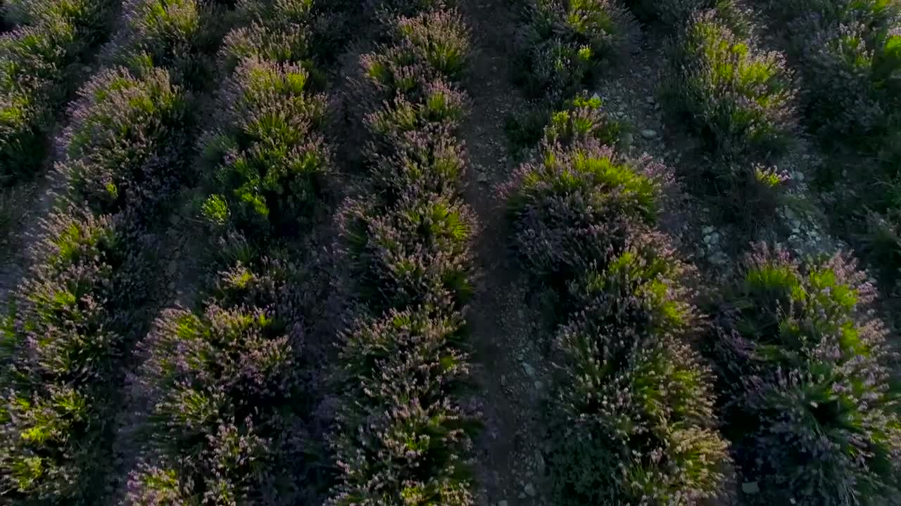 Stock Video Lavender Plants In A Field Animated Wallpaper - Free Download