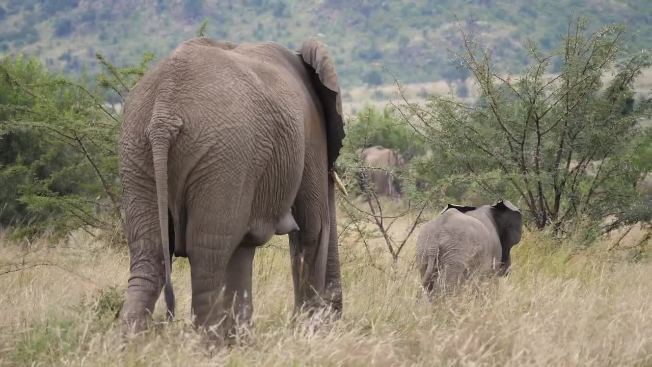 Stock Video Elephants In Tall Grass Live Wallpaper For PC - Free Download