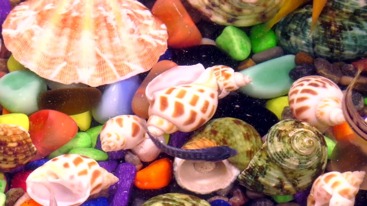Free Video Stock Small Fish Swimming In A Colorful Aquarium Live Wallpaper - Free Download