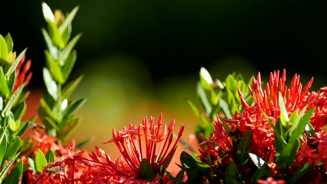 Stock Video Multiple Bees On A Plant Live Wallpaper - Free Download