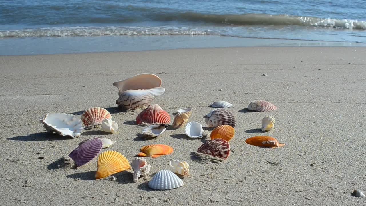 Free Stock Video Shells On The Shore Live Wallpaper - Free Download