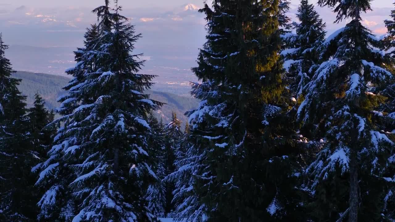 Free Video Stock Snow Covered Pines In A Canadian Forest Live Wallpaper - Free Download