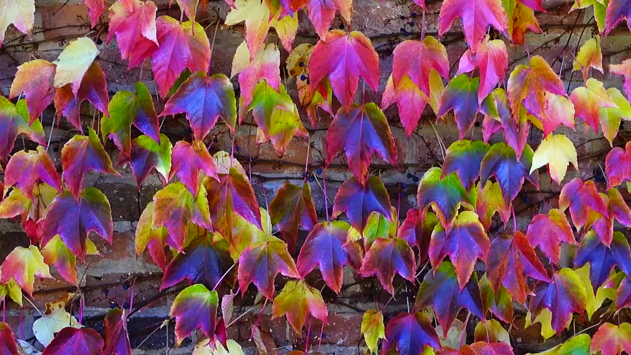Stock Video Ivy Against A Brick Wall Animated Wallpaper - Free Download