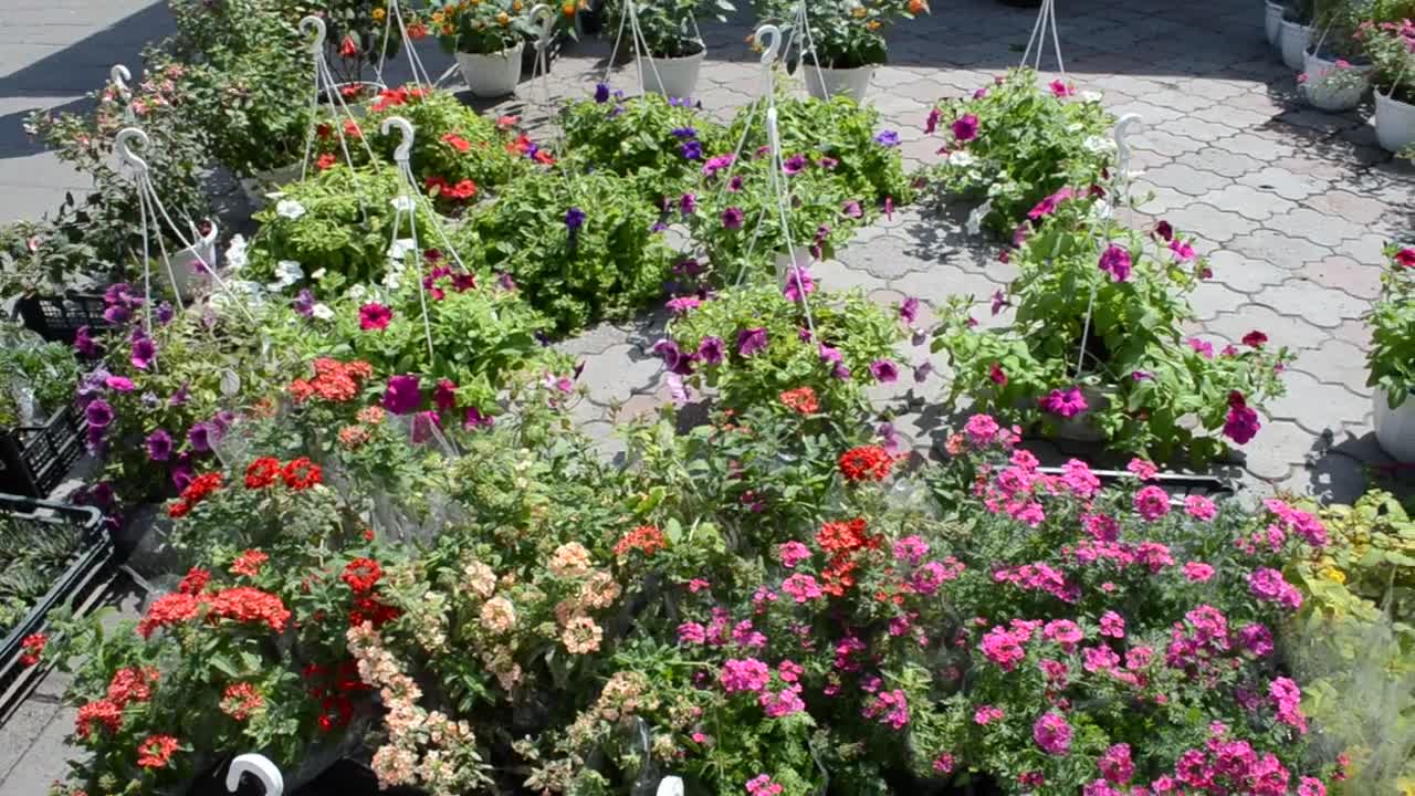 Stock Video Flower Market Stall Live Wallpaper For PC - Free Download