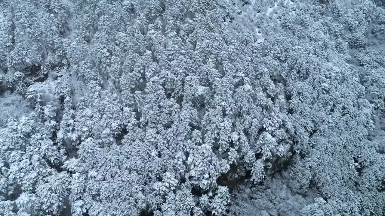 Stock Video Fresh Snow Covering A Deep Forest Live Wallpaper For PC - Free Download