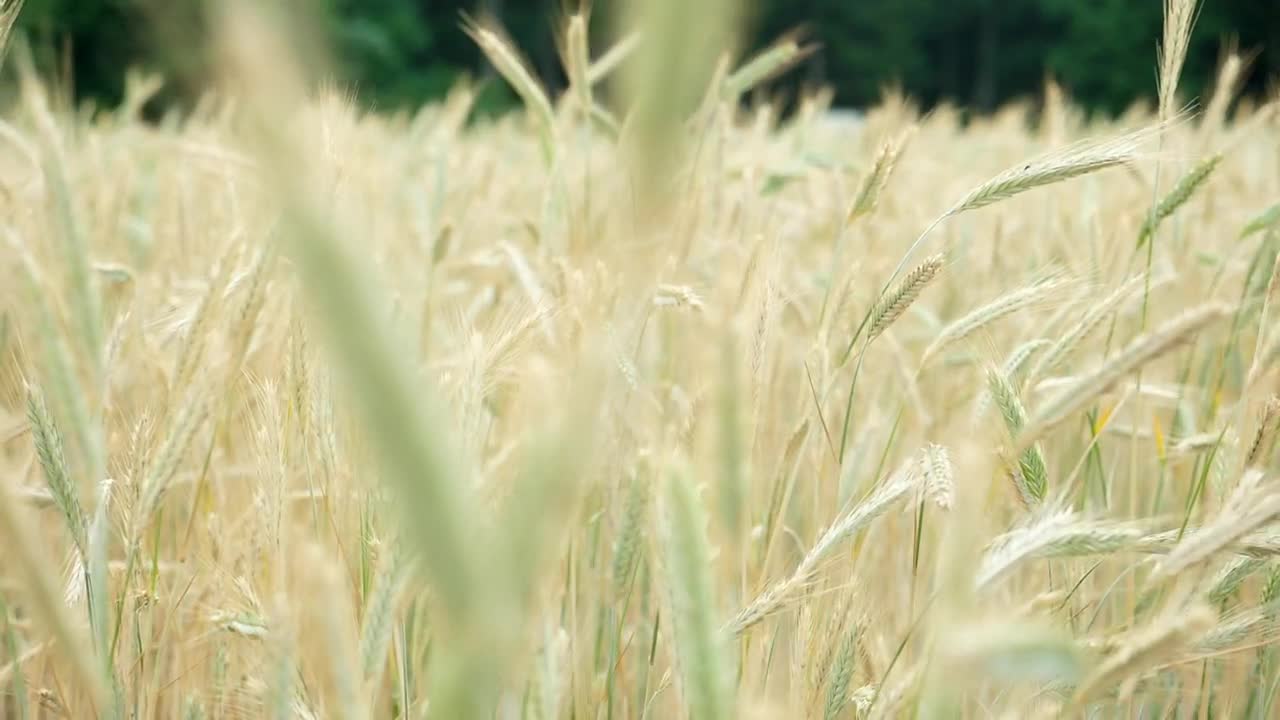 Stock Footage Wheat Waving Gently In Slow Motion Live Wallpaper - Free Download
