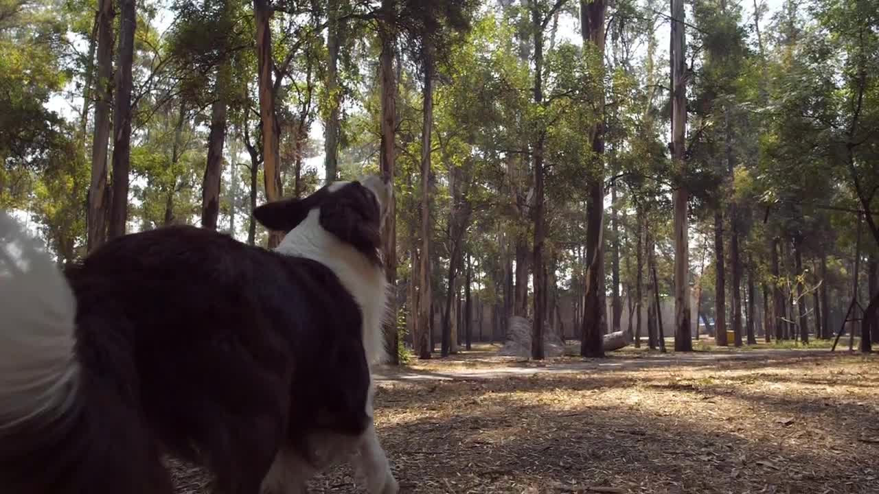 Stock Video Dog Catches A Frisbee In Mid Air Live Wallpaper For PC - Free Download