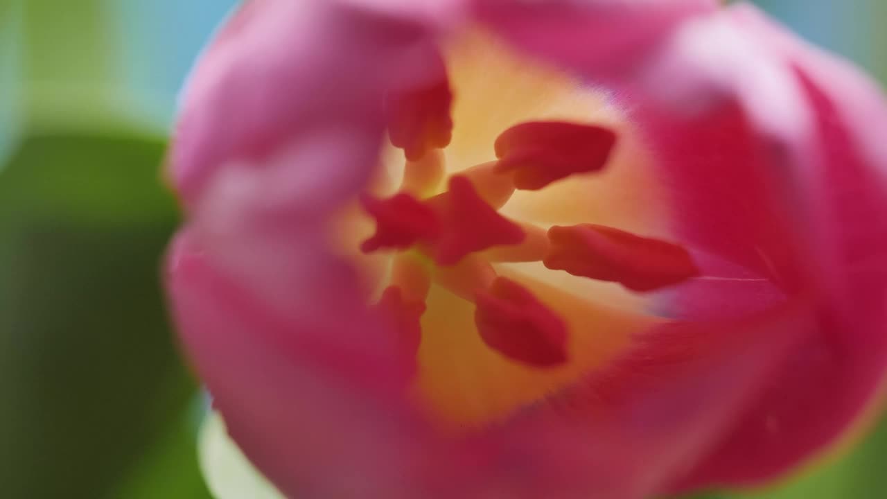 Stock Video Inside Of A Tulip Macro Close Up Animated Wallpaper - Free Download