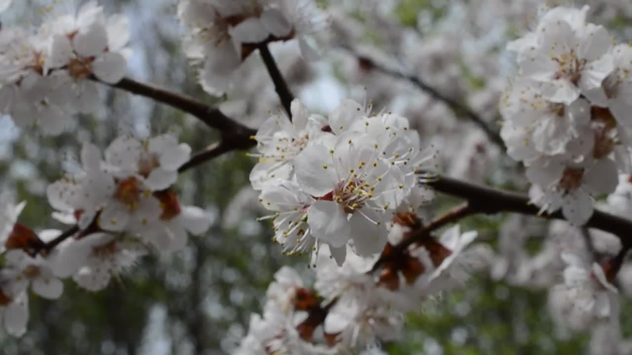 Free Video Stock Spring Scenery Throughout A Forest Live Wallpaper - Free Download