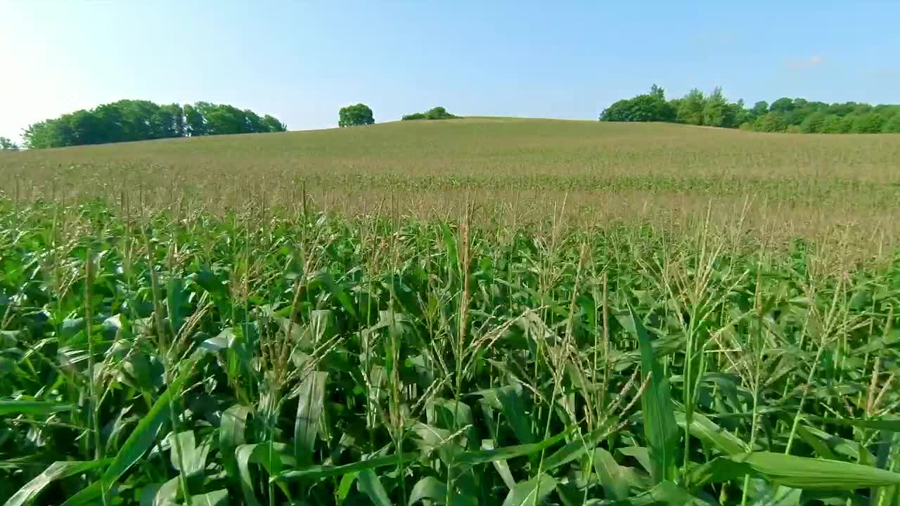 Stock Video Corn Field Before Harvest Live Wallpaper For PC - Free Download
