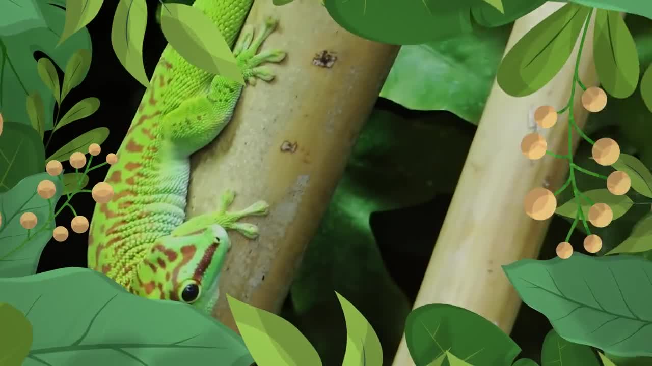 Stock Video Nature Intro Transition Live Wallpaper - Free Download