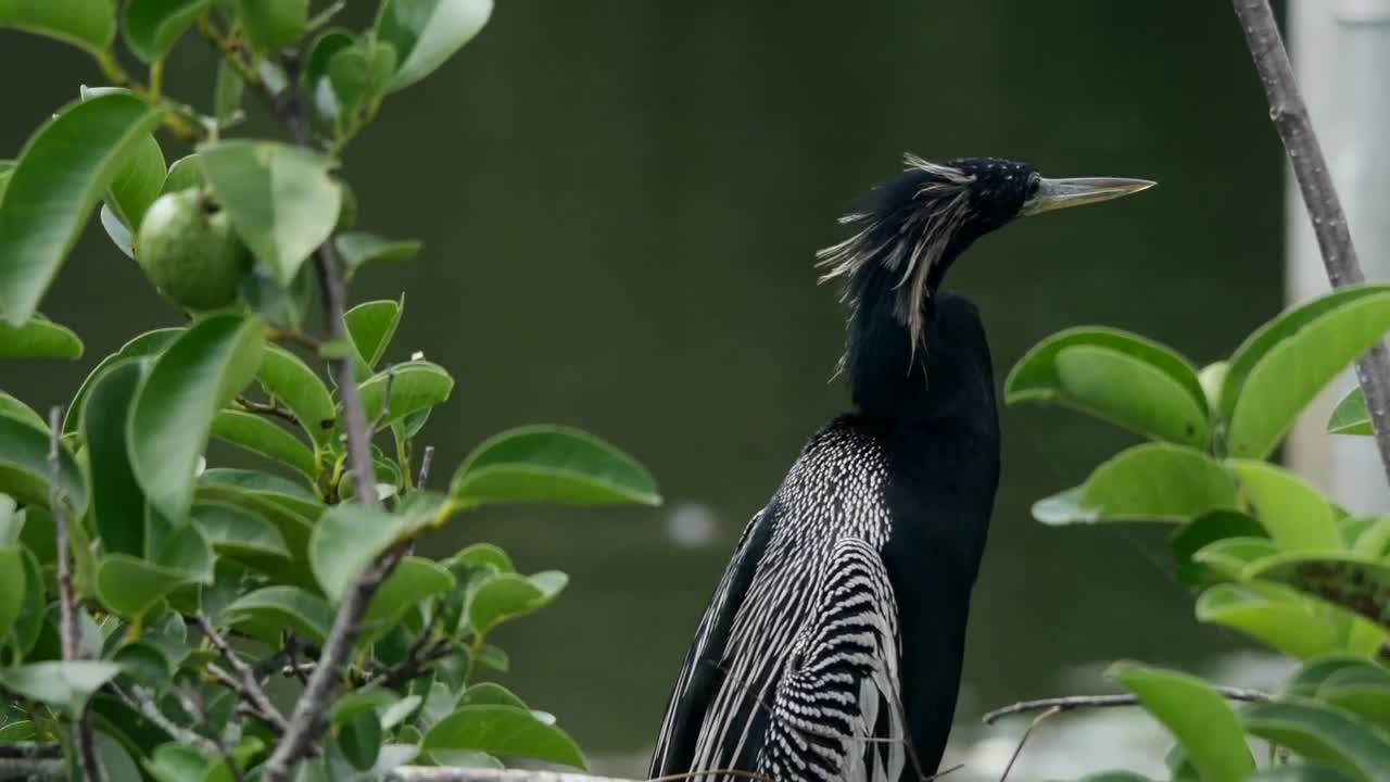 Stock Video Exotic Bird Near A Lake Live Wallpaper For PC - Free Download