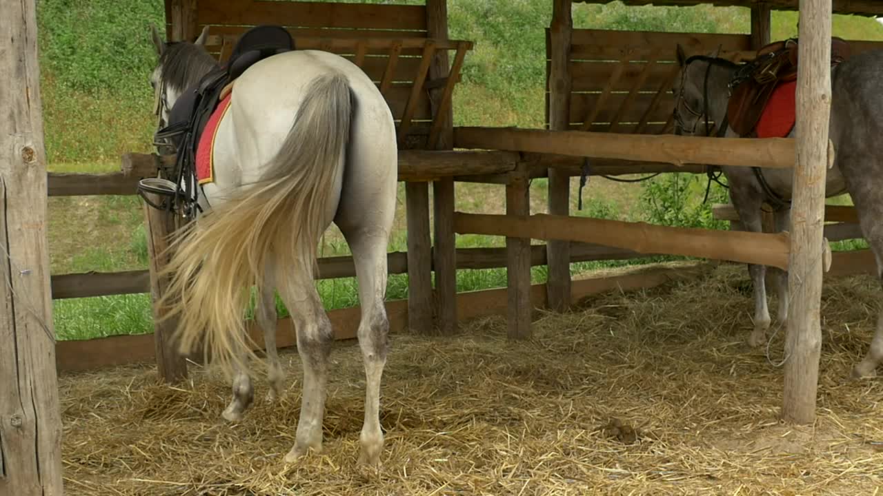 Free Video Stock Stable With Tied Horses Live Wallpaper - Free Download