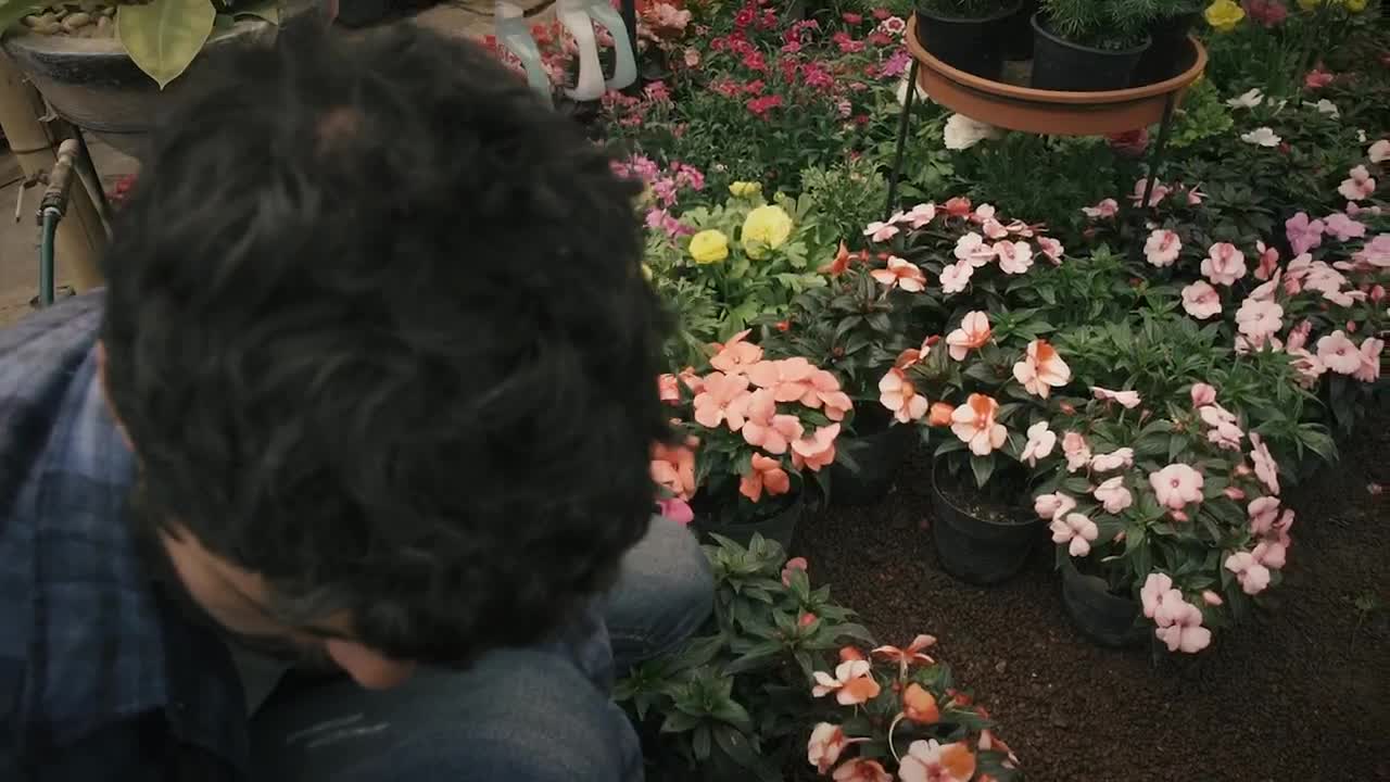 Stock Video Gardener Arranges Potted Flowers Live Wallpaper For PC - Free Download