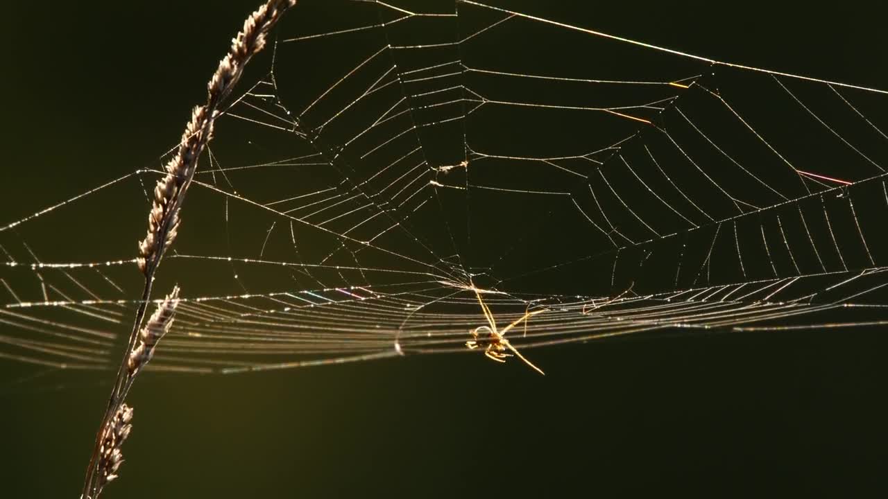 Free Video Stock Spider Web At Back Light Live Wallpaper - Free Download