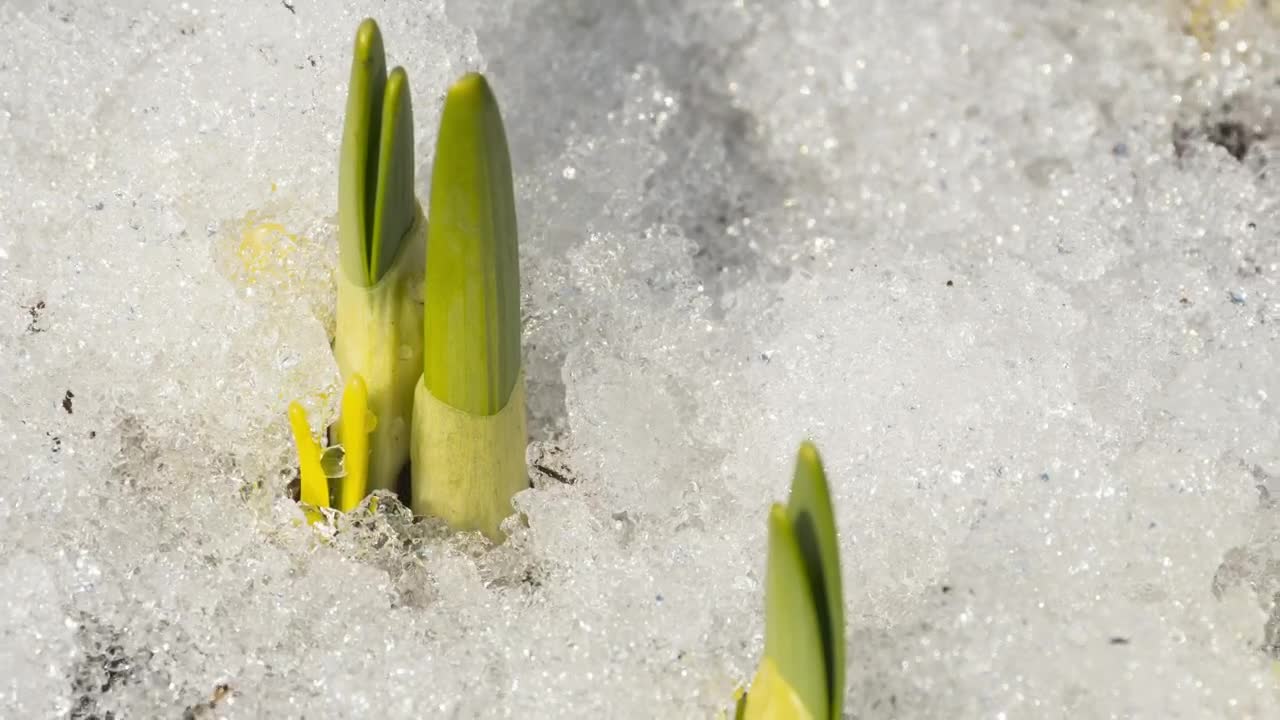 Free Video Stock time lapse of melting snow in the ground Live Wallpaper - Free Download