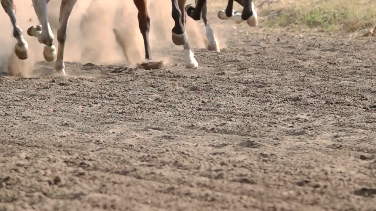 Stock Video Feet Of Horses Running On A Dirt Road Live Wallpaper For PC - Free Download